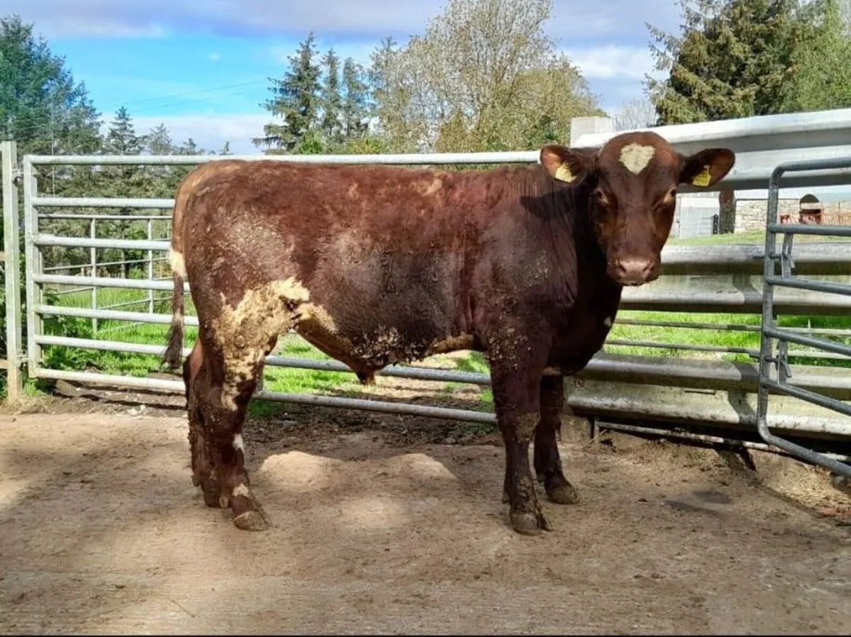 PB Shorthorn Bulls For Sale - Image 3