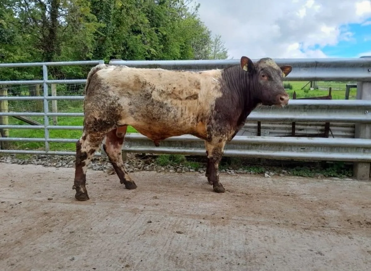 PB Shorthorn Bulls For Sale - Image 4