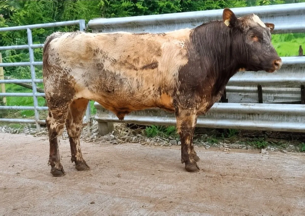 PB Shorthorn Bulls For Sale - Image 1