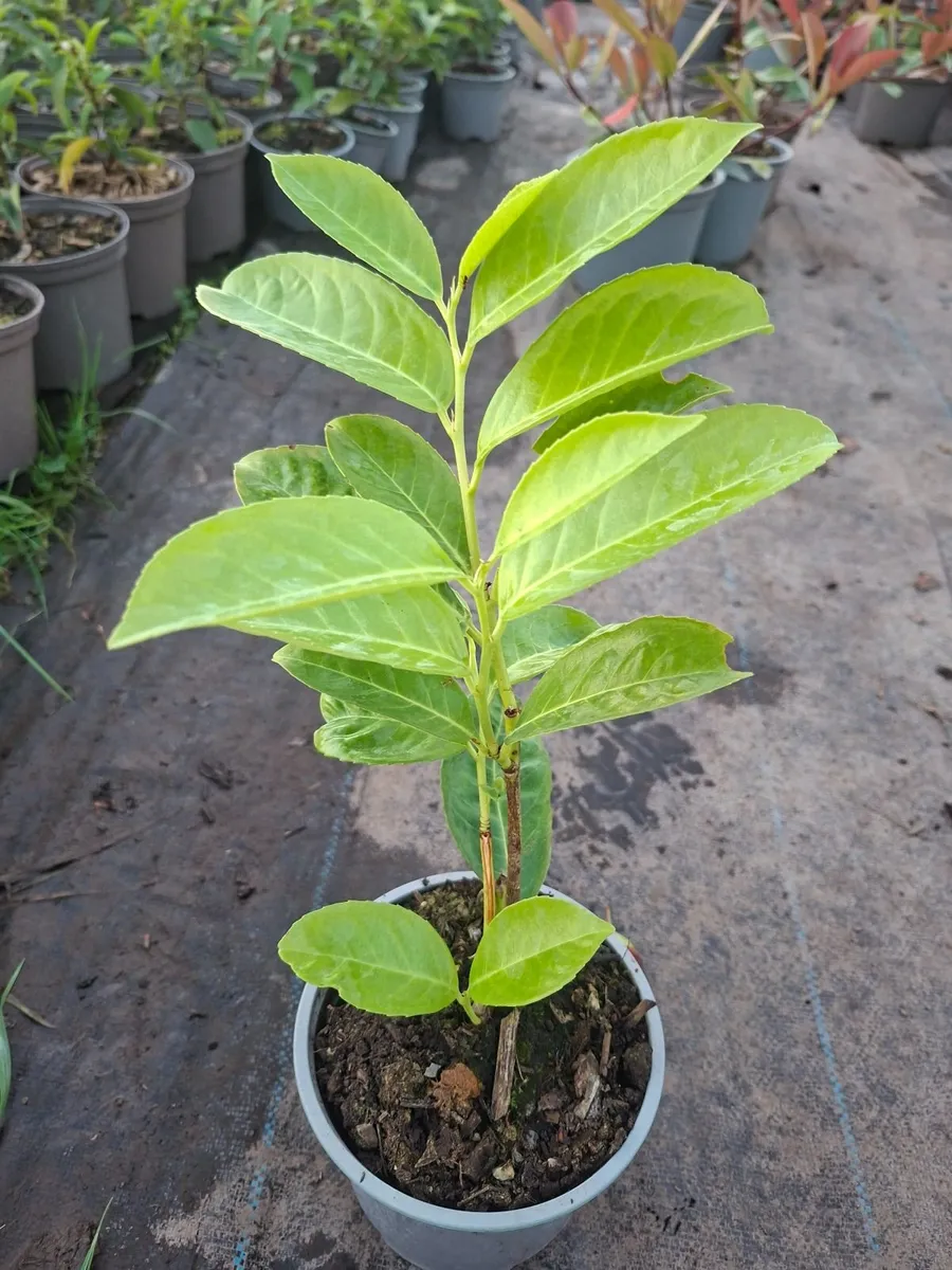 Laurel - Image 2