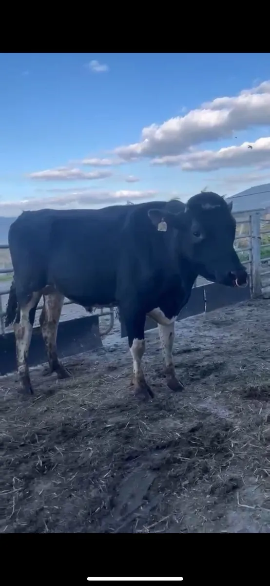 Holstein bull - Image 3