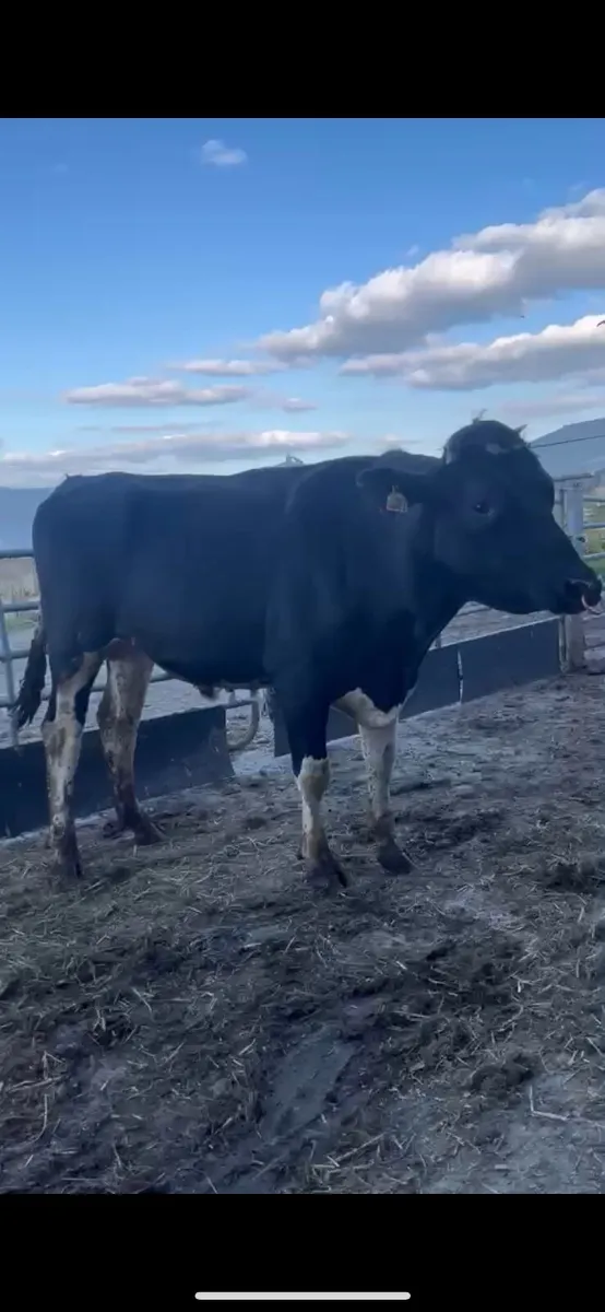 Holstein bull - Image 4