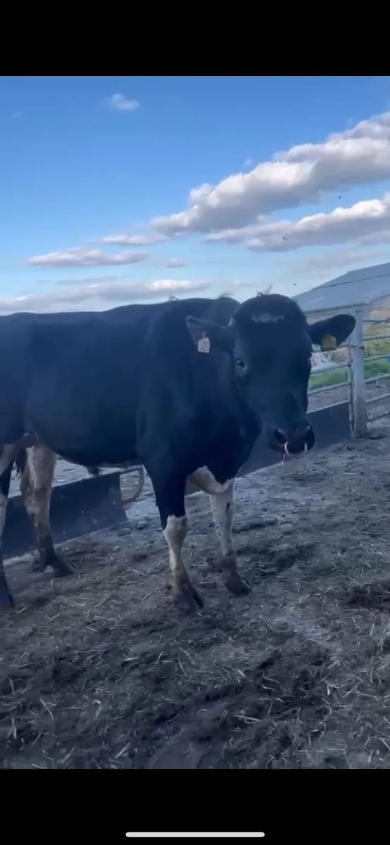 Holstein bull - Image 1