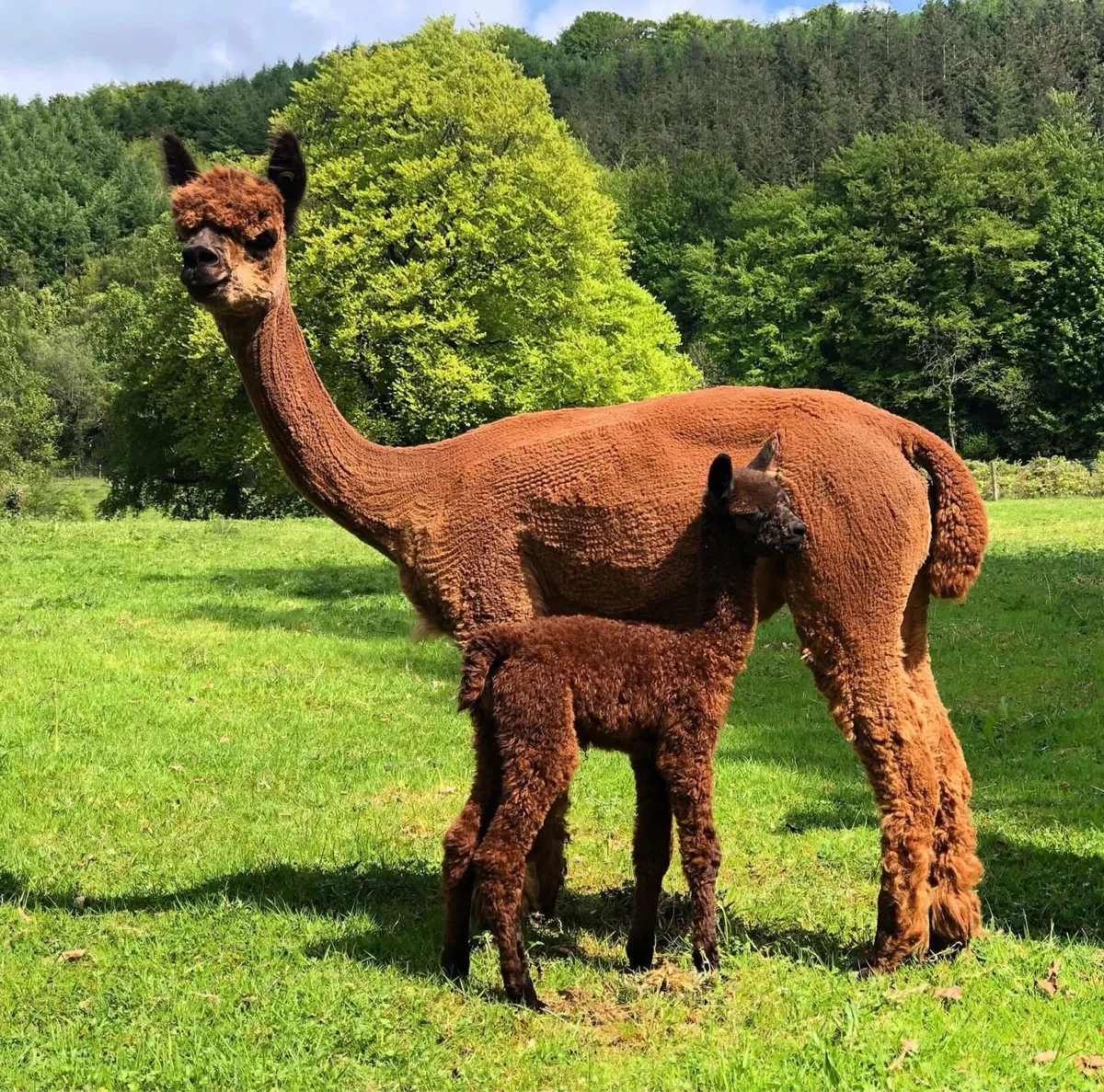 Alpacas - Image 3