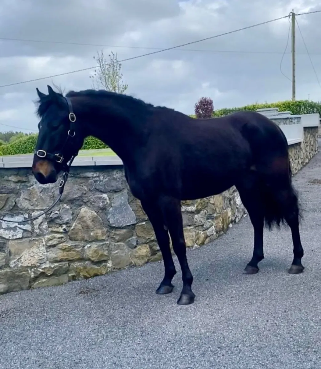 Beautiful 5 yr old full Connemara gelding - Image 1