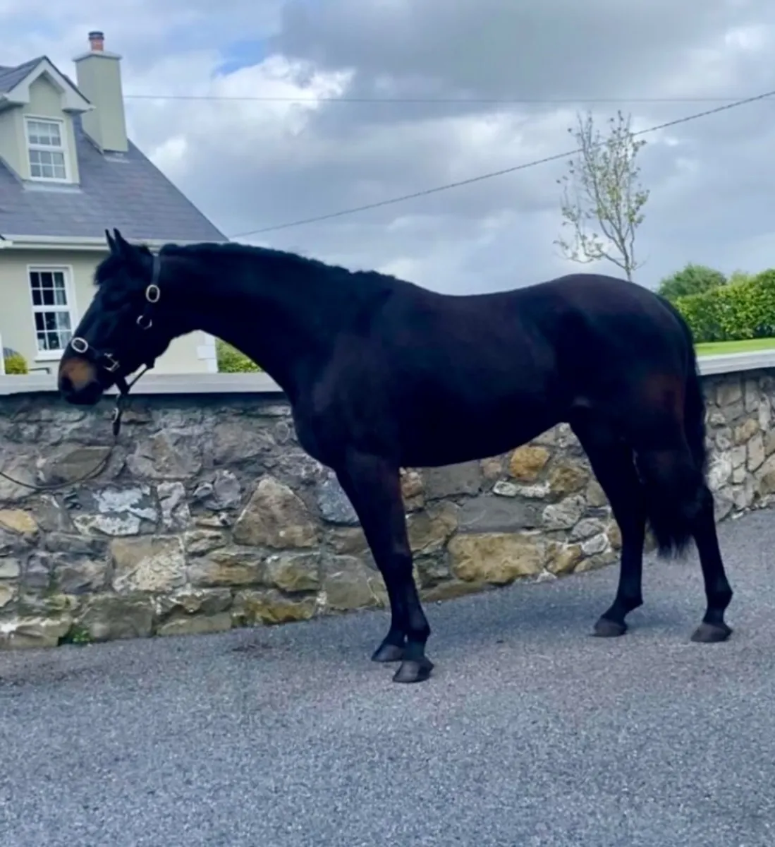 Beautiful 5 yr old full Connemara gelding - Image 2