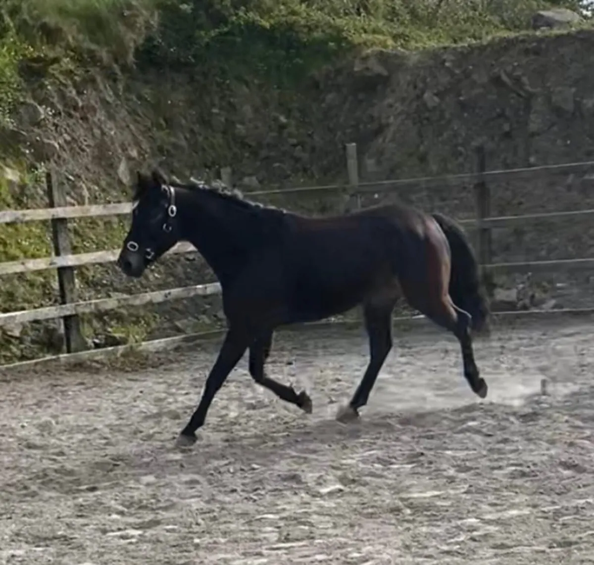 Beautiful 5 yr old full Connemara gelding - Image 4