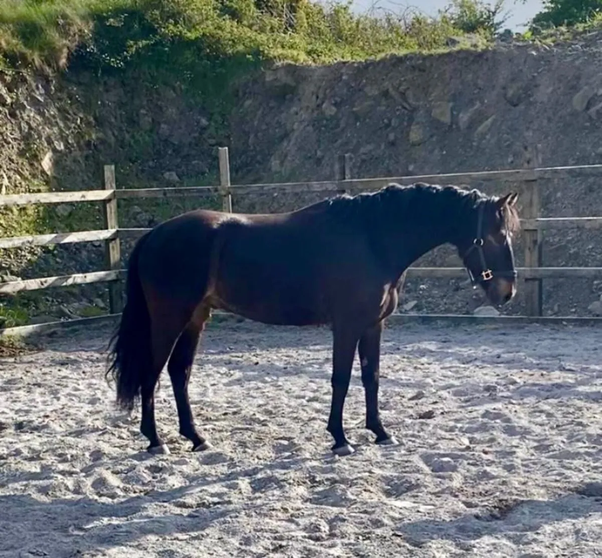 Beautiful 5 yr old full Connemara gelding - Image 3