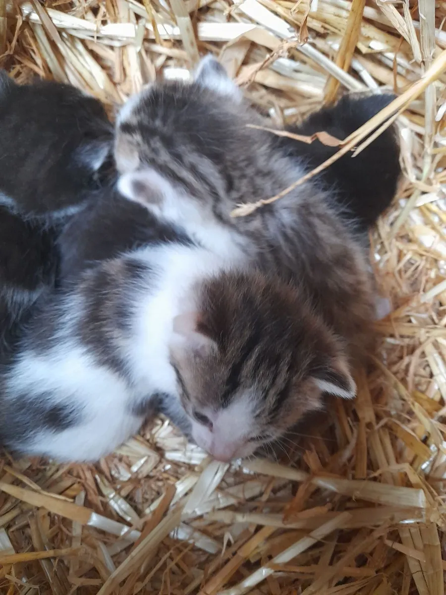 Kittens - Image 1