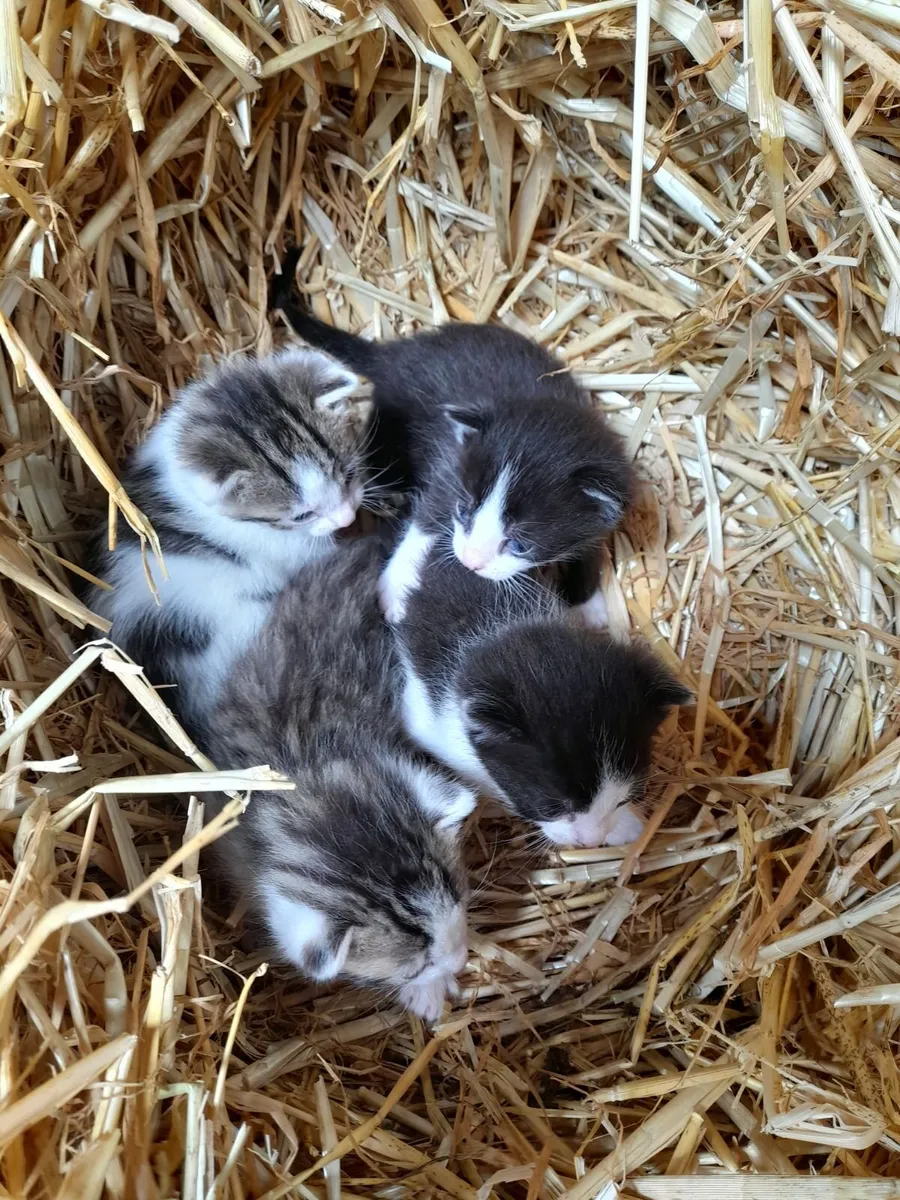 Kittens - Image 2