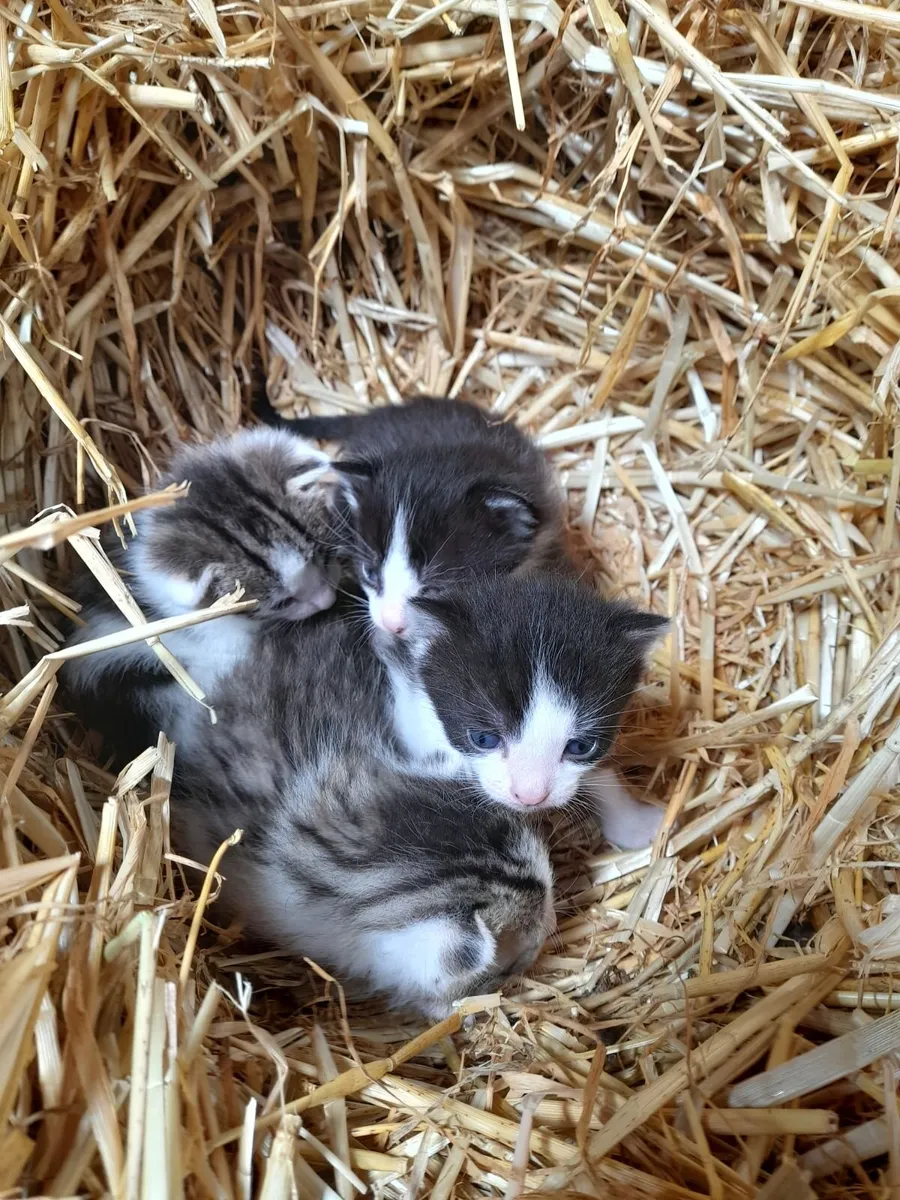 Kittens - Image 3
