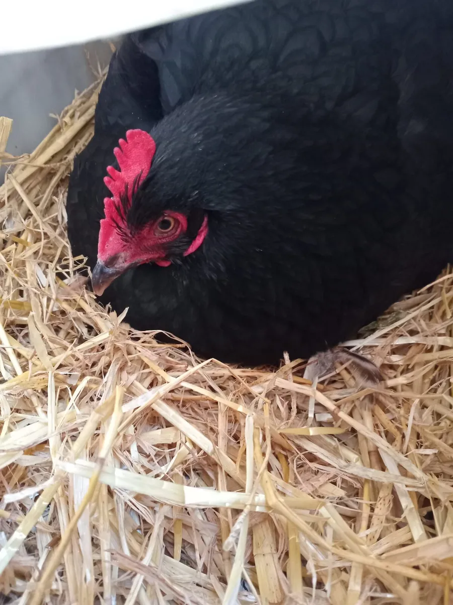 Clocking hen