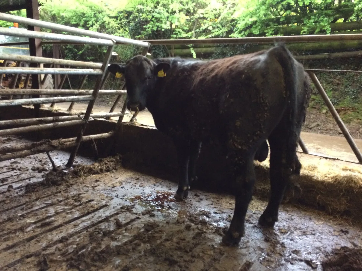 PBR Angus Bulls - Image 2
