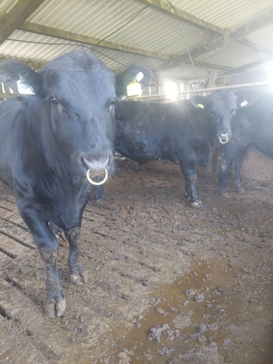 PBR Angus Bulls - Image 1