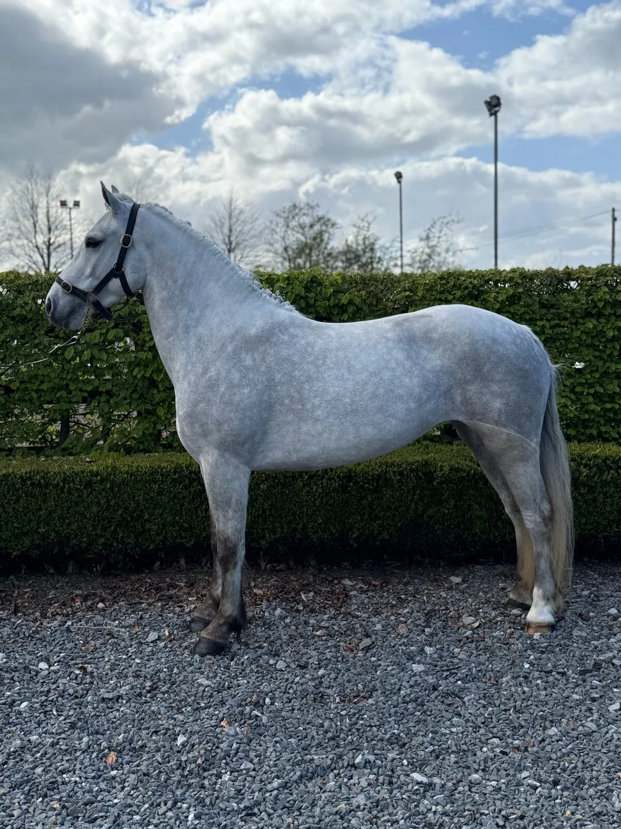 Future super star 148 - Image 2