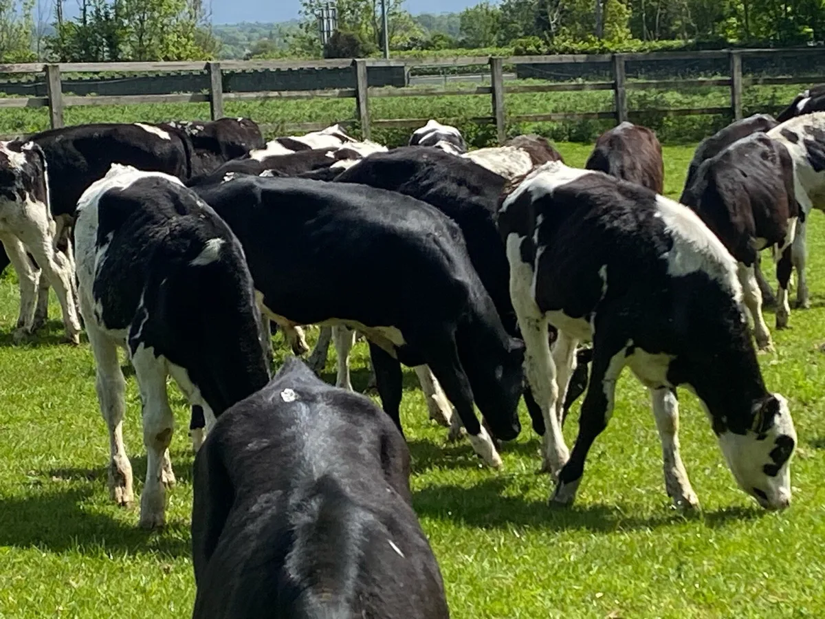 30 Br Friesians Bulls Jan Born ( No Moves ) - Image 1