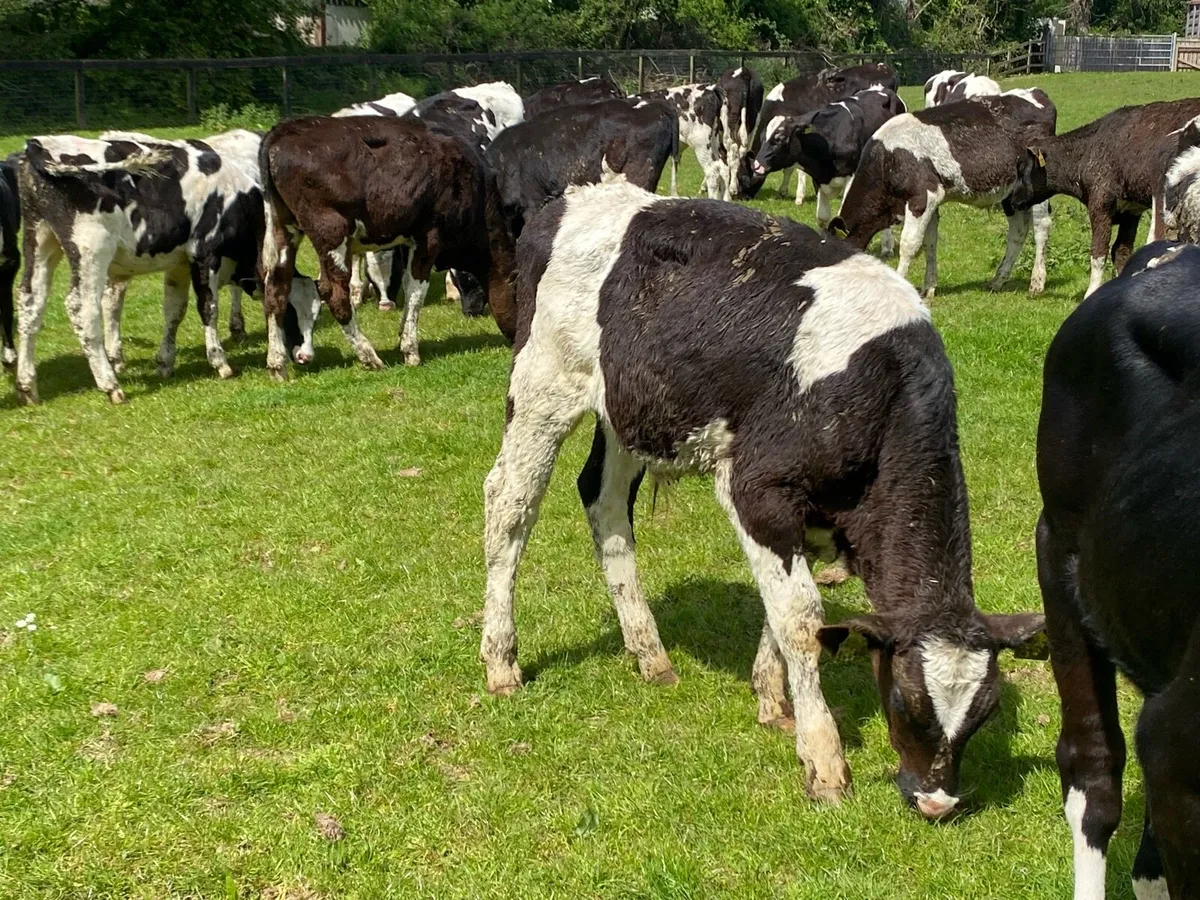 30 Br Friesians Bulls Jan Born ( No Moves ) - Image 2