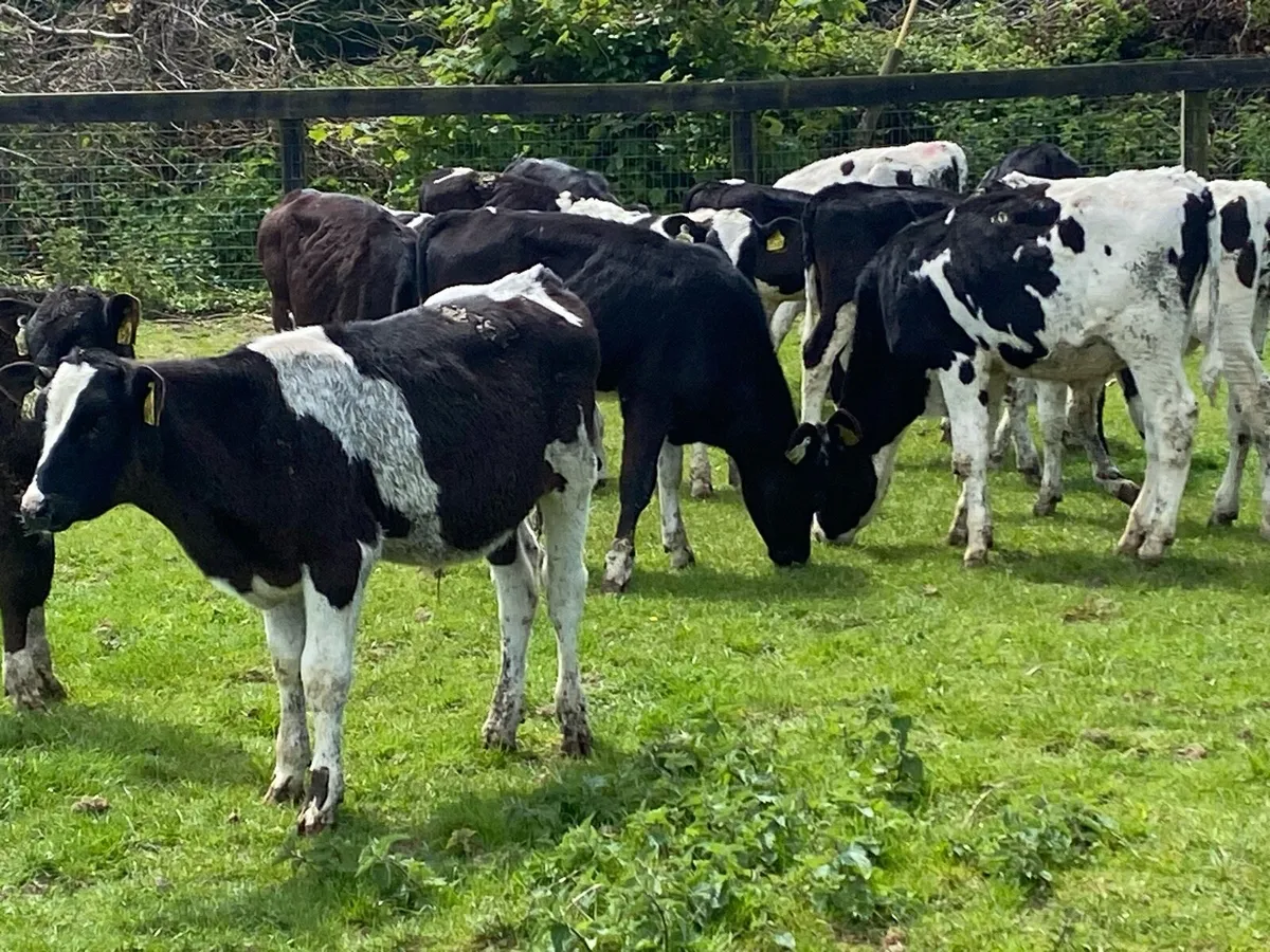 30 Br Friesians Bulls Jan Born ( No Moves ) - Image 3