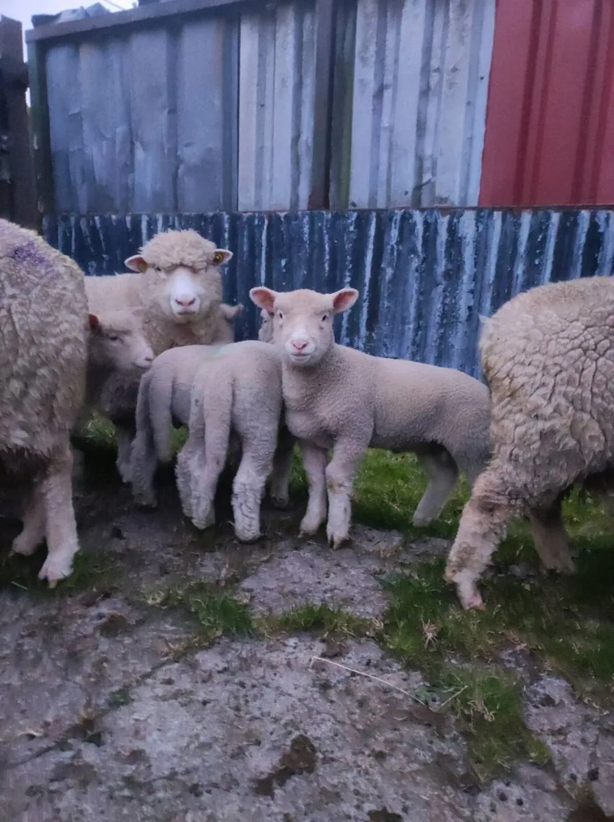 Dorset Ewes With Lambs - Image 3