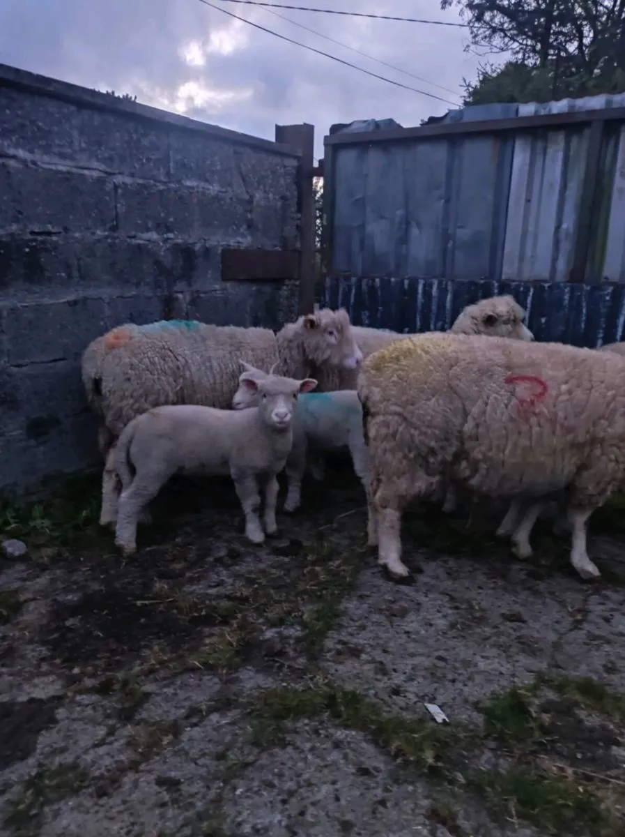 Dorset Ewes With Lambs - Image 4