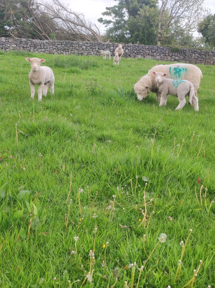 Dorset Ewes With Lambs - Image 1