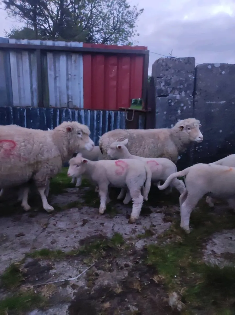 Dorset Ewes With Lambs - Image 2