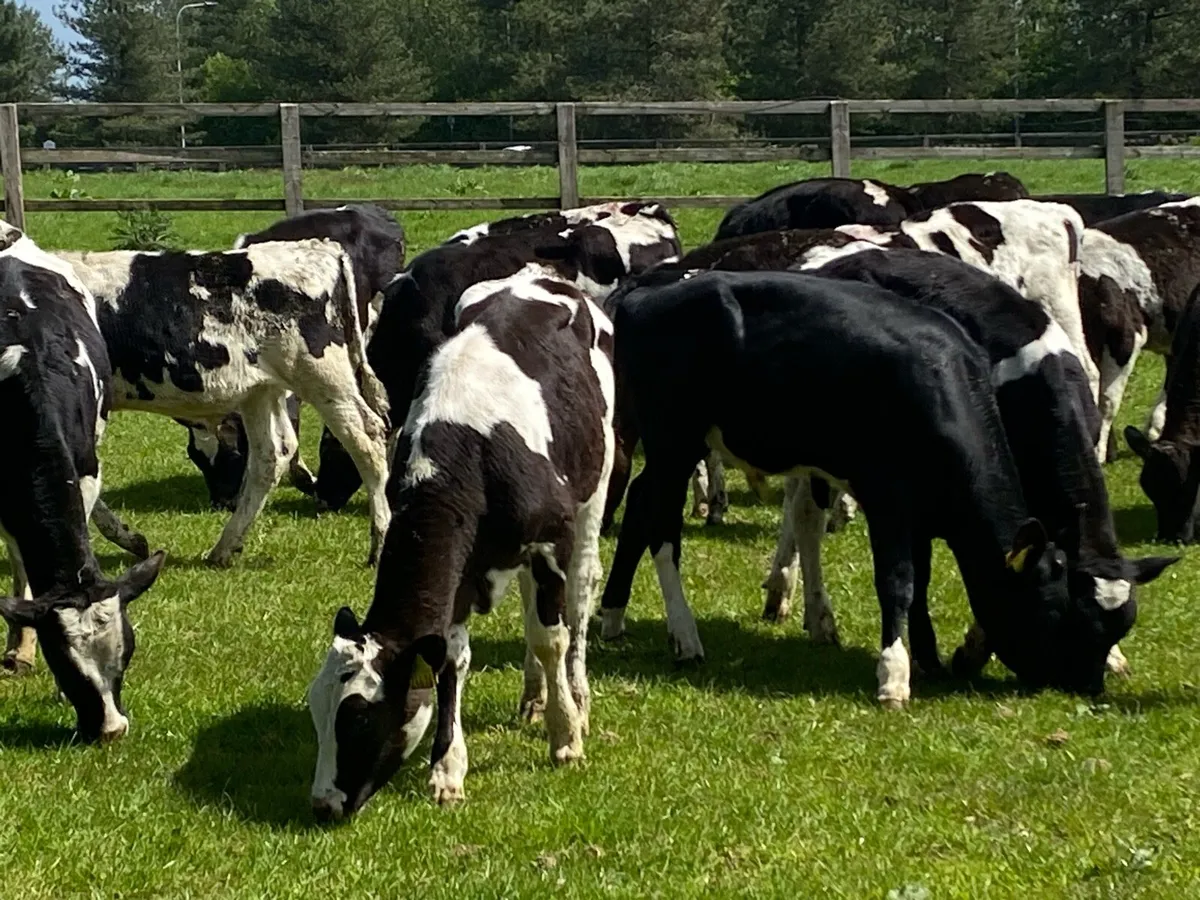 30 Br Friesians Bulls Jan Born ( No Moves ) - Image 4