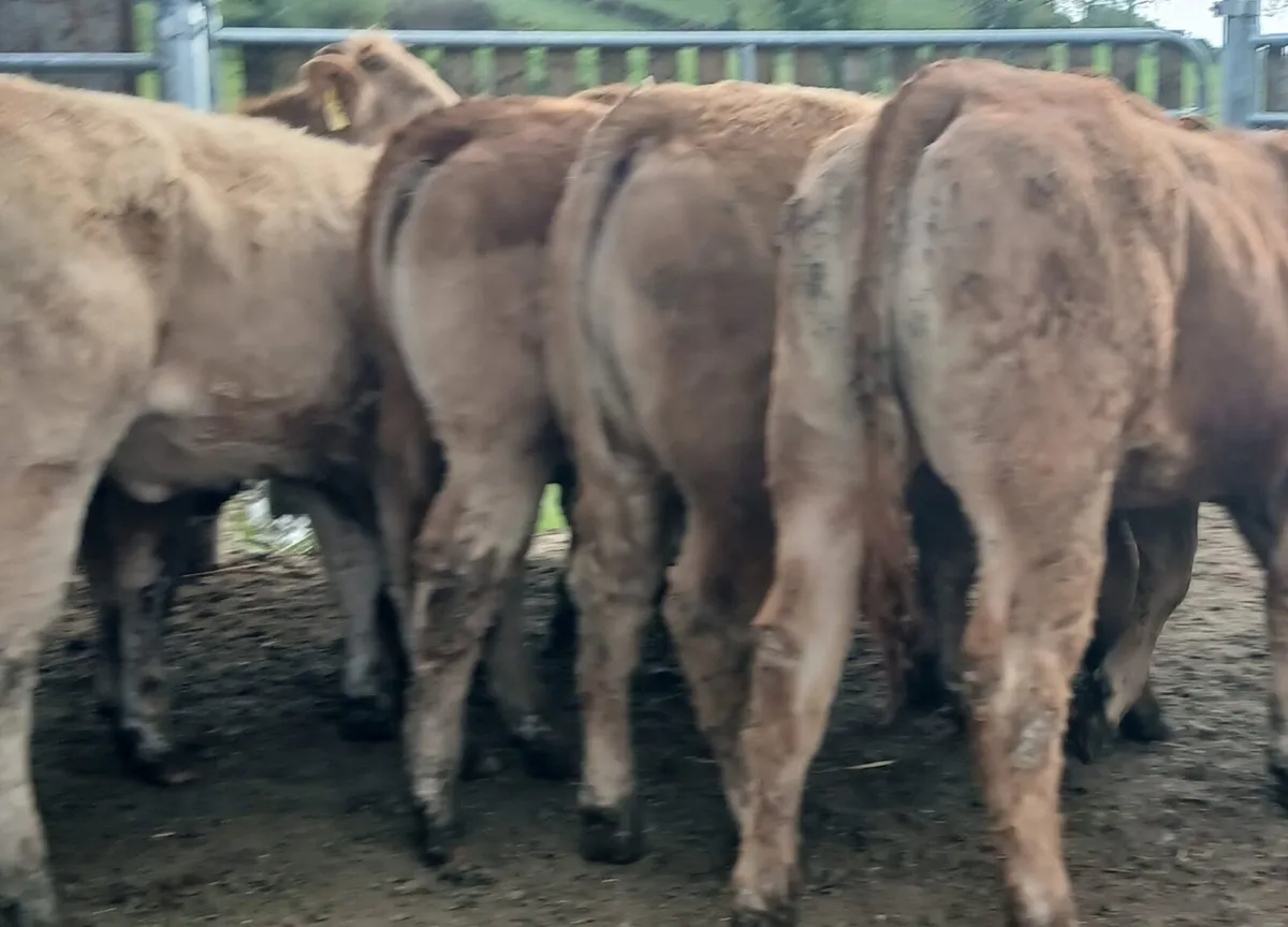 20 super U grade heifers - Image 4