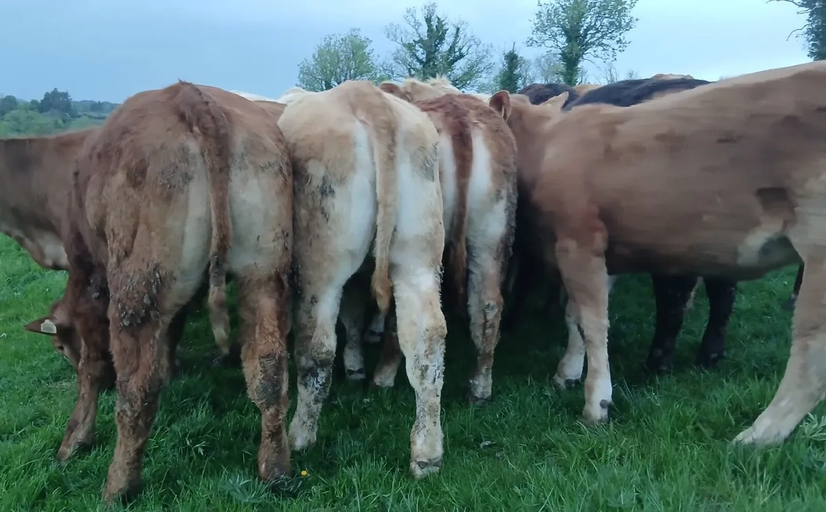 20 super U grade heifers - Image 2