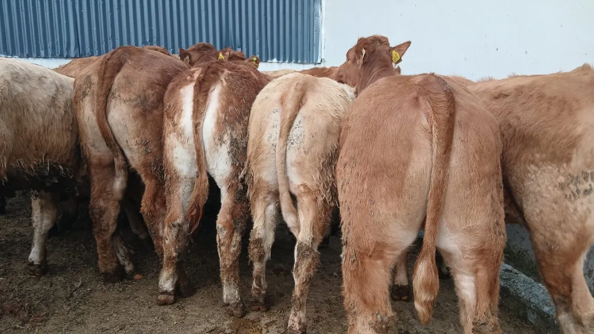 20 super U grade heifers - Image 3
