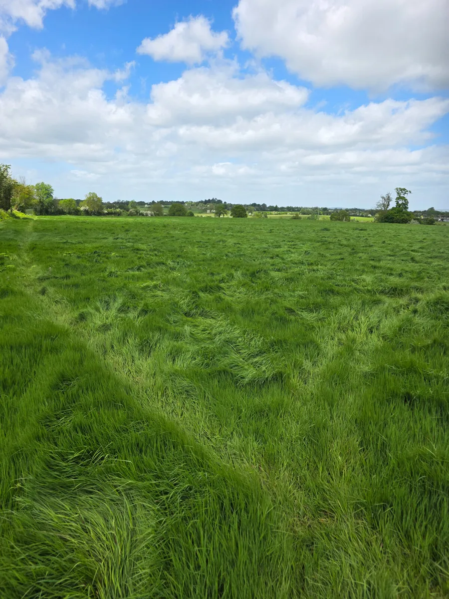 Grass for siagle - Image 2