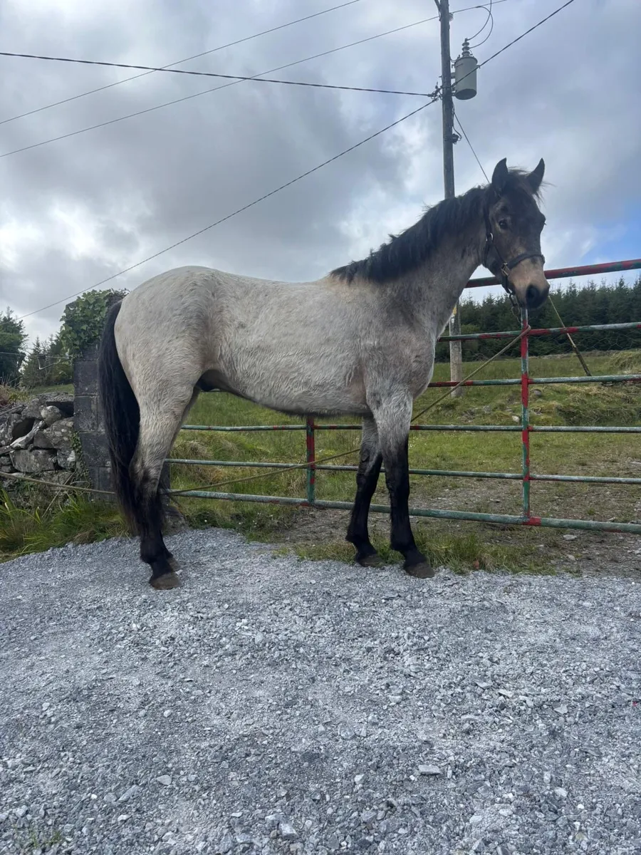 Lot no 21 Connemara pony sales - Image 1