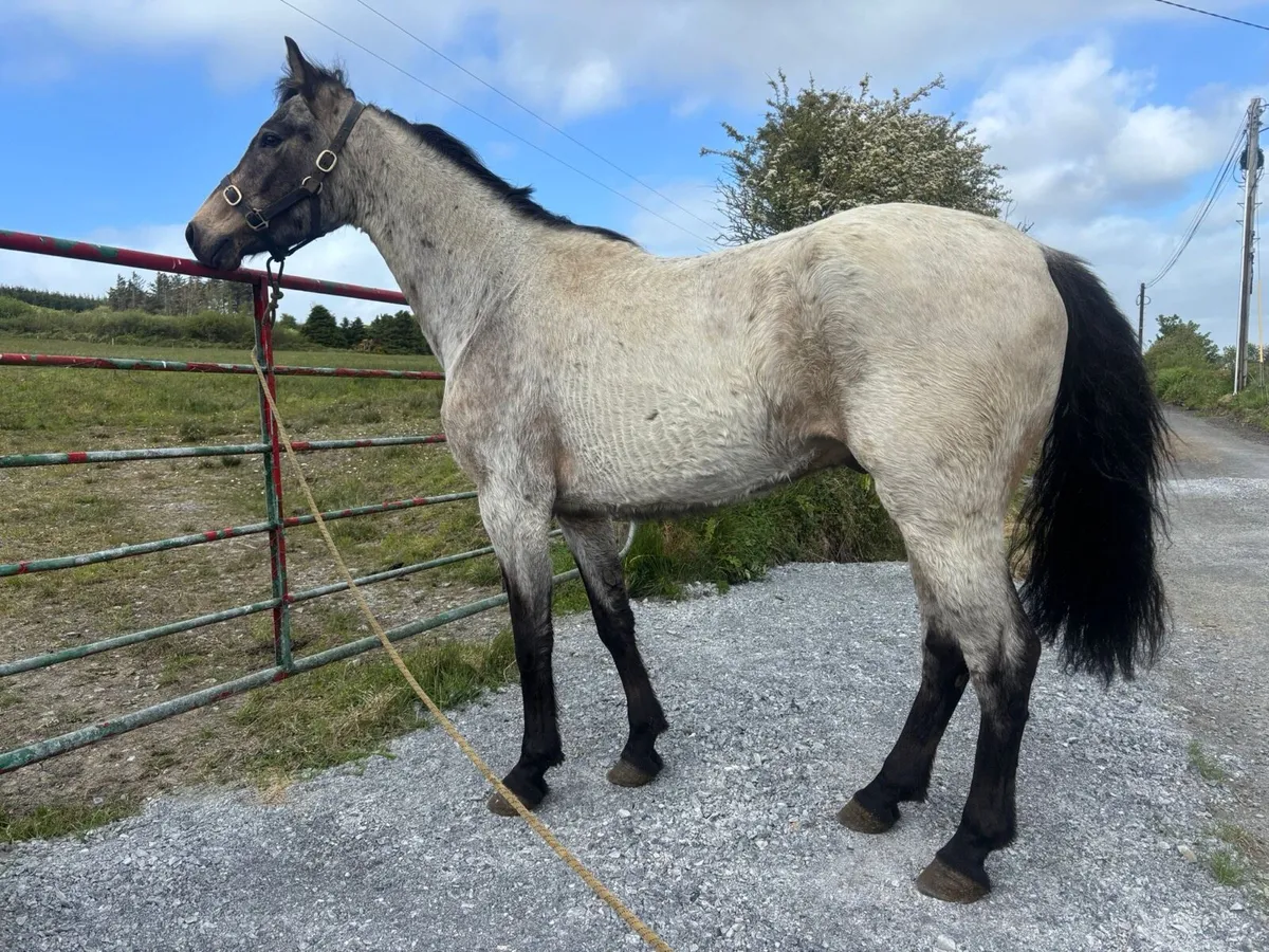 Lot no 21 Connemara pony sales - Image 2