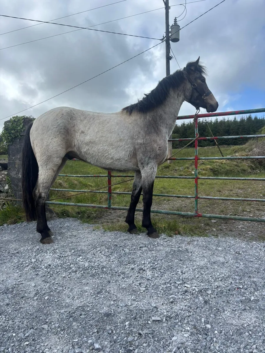 Lot no 21 Connemara pony sales - Image 3