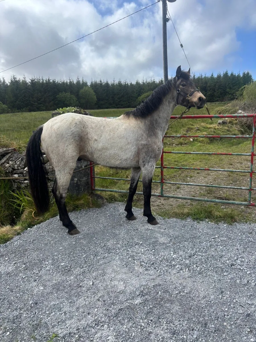Lot no 21 Connemara pony sales - Image 4