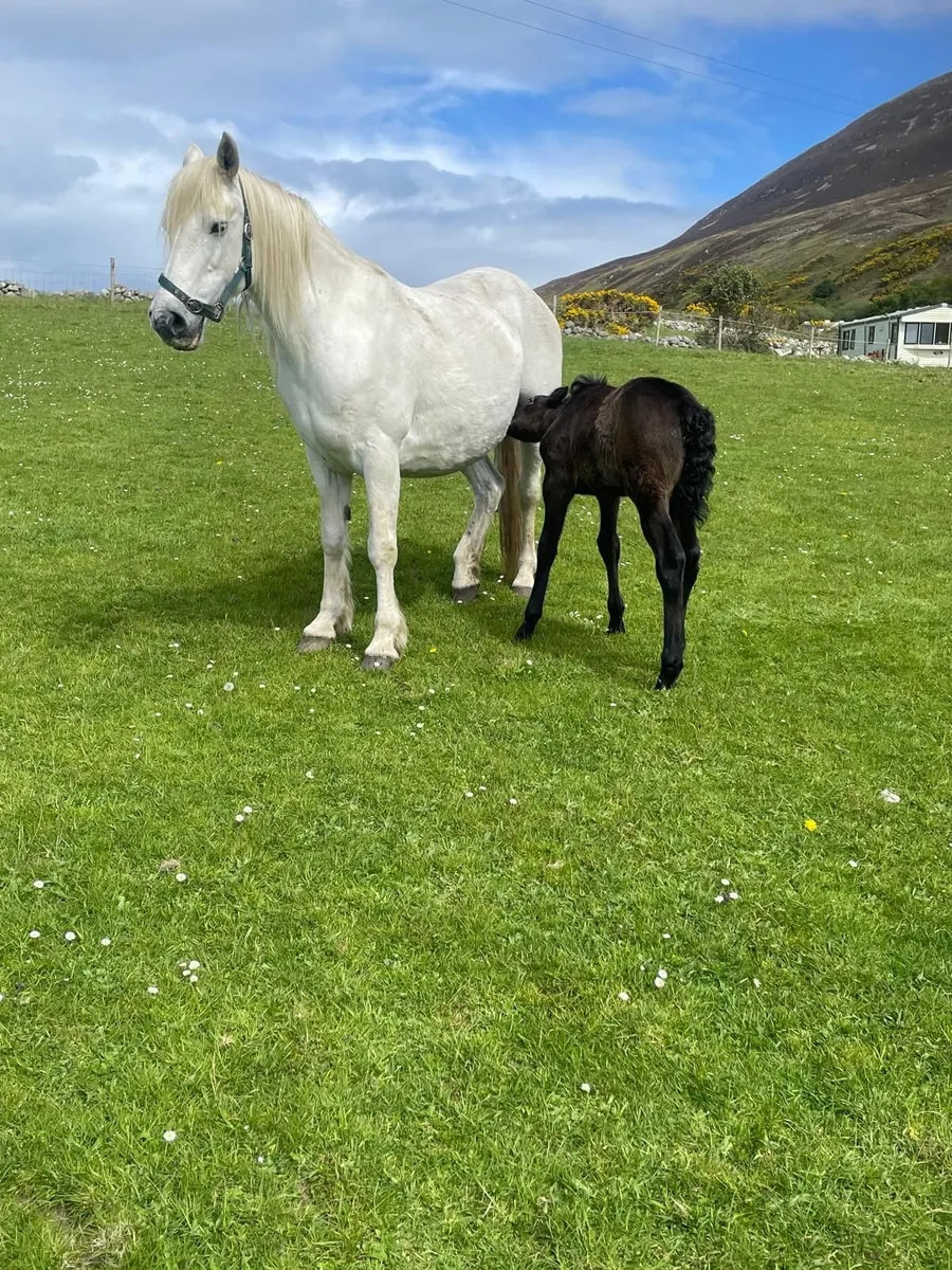 Derrada Dolly - Connemara Mare and colt foal - Image 2