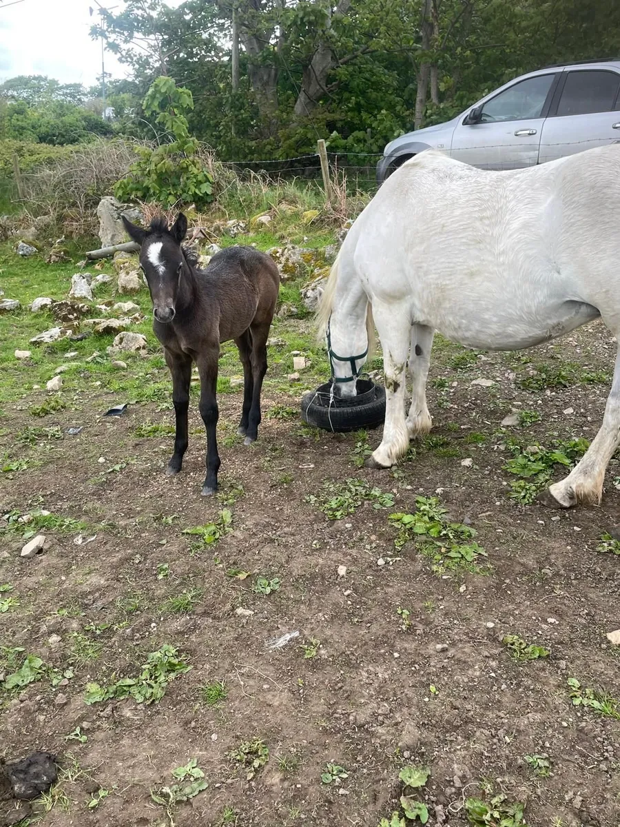 Derrada Dolly - Connemara Mare and colt foal - Image 3