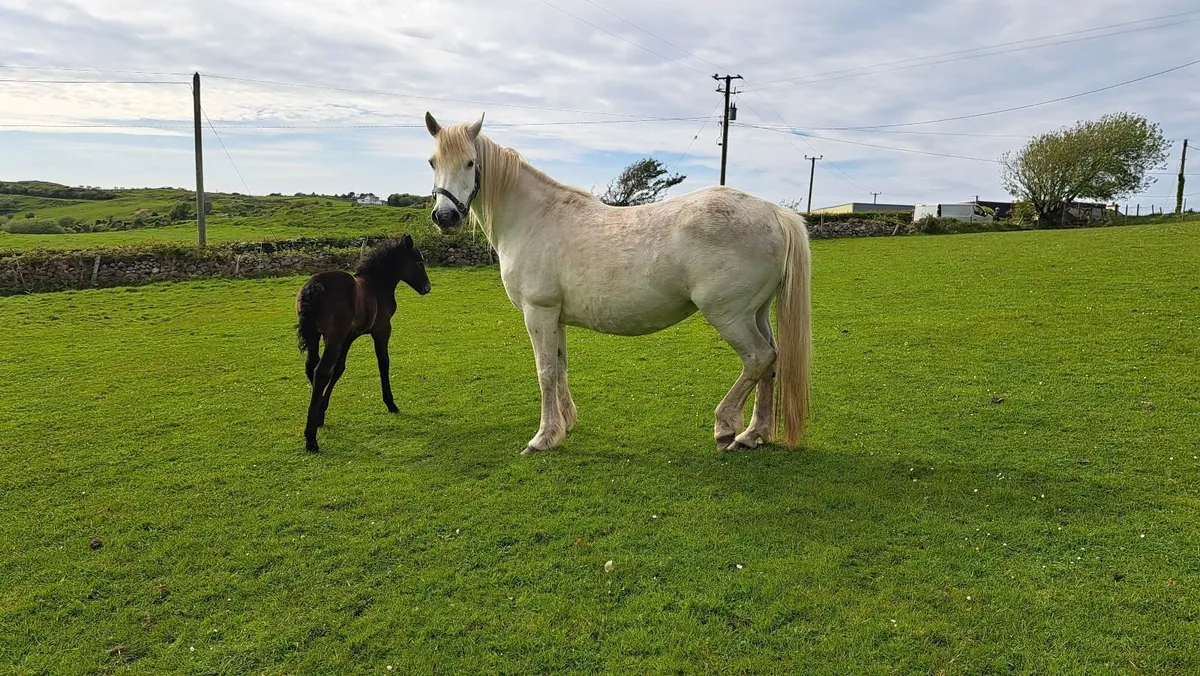 Derrada Dolly - Connemara Mare and colt foal - Image 1