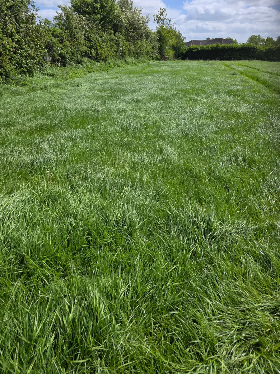 Meadow for silage 55 acres - Image 3