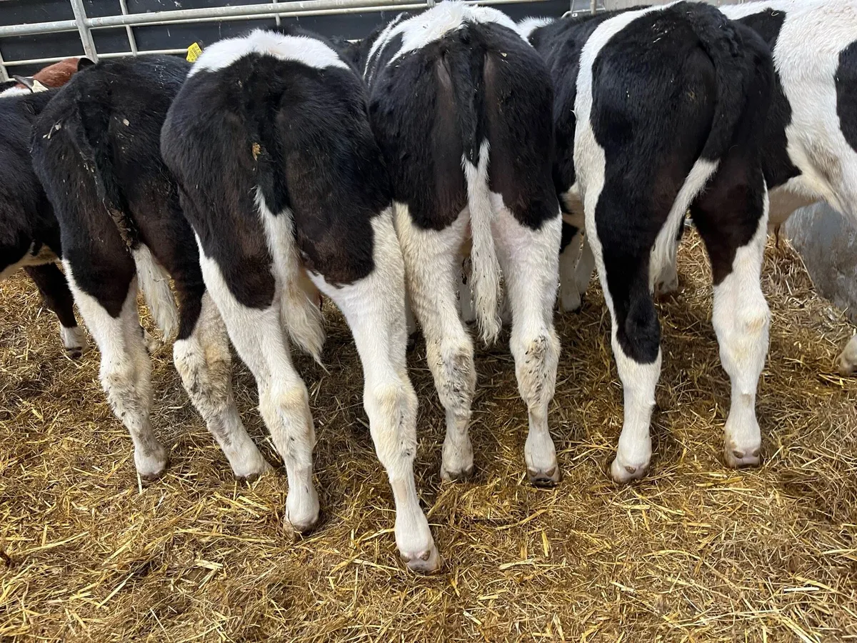 FREISIAN RUNNER BULLS - Image 3