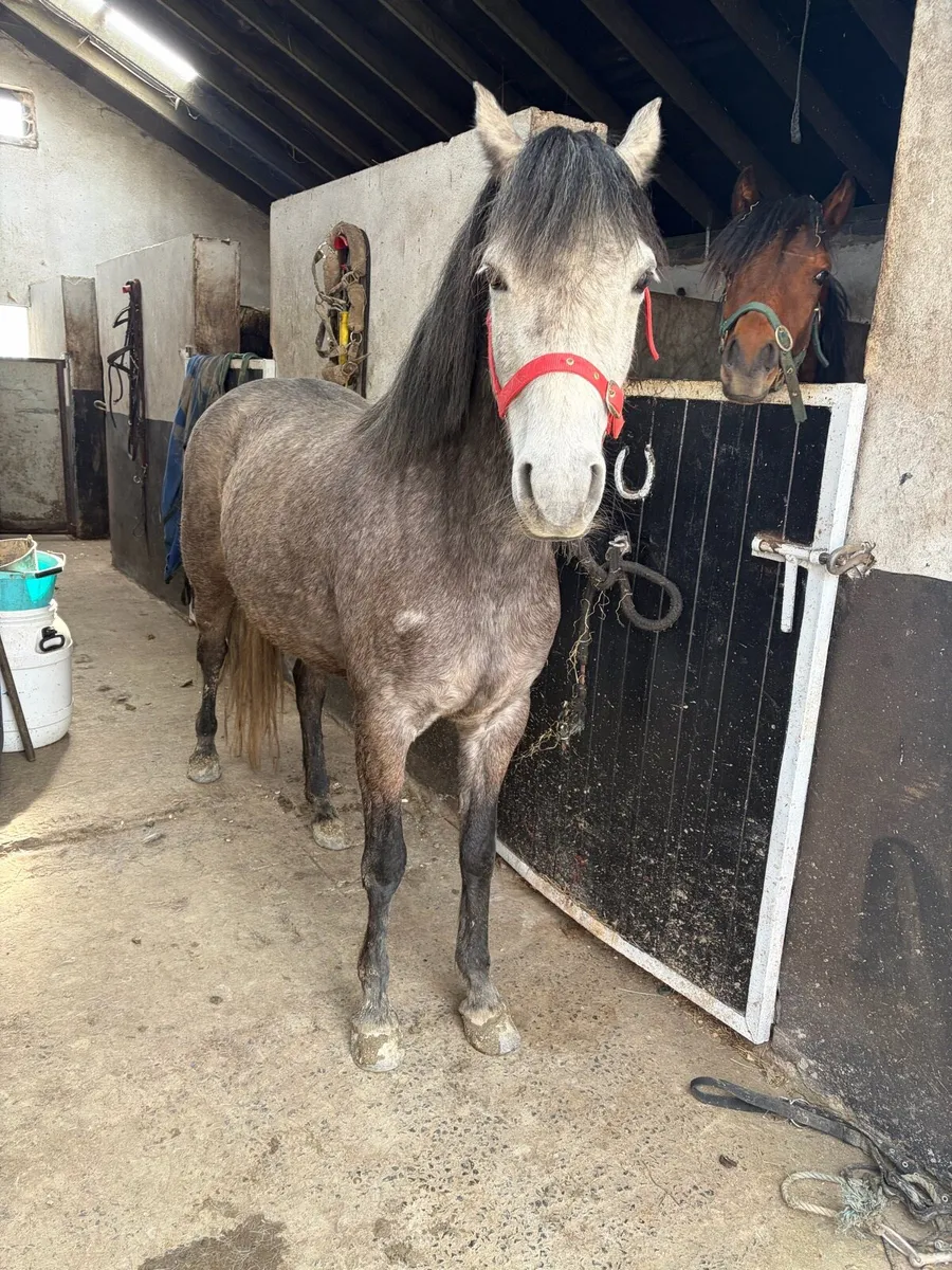 Ponies - Image 2