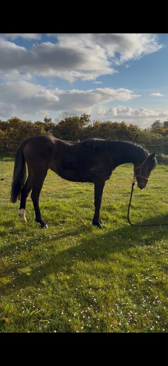 Ponies - Image 3