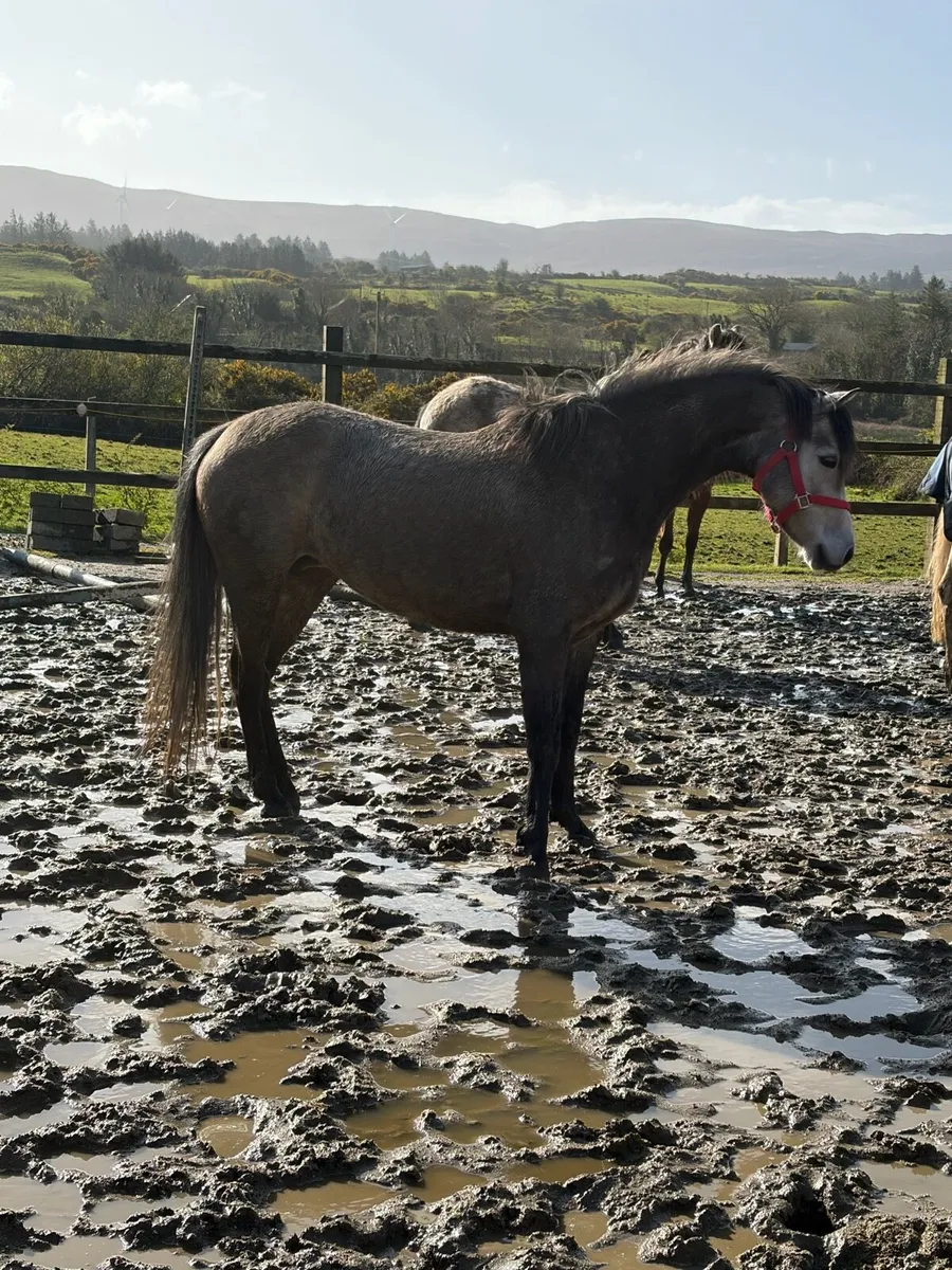 Ponies - Image 1
