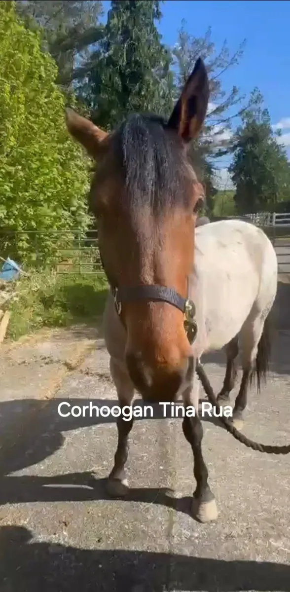 Connemara Pony - Image 1