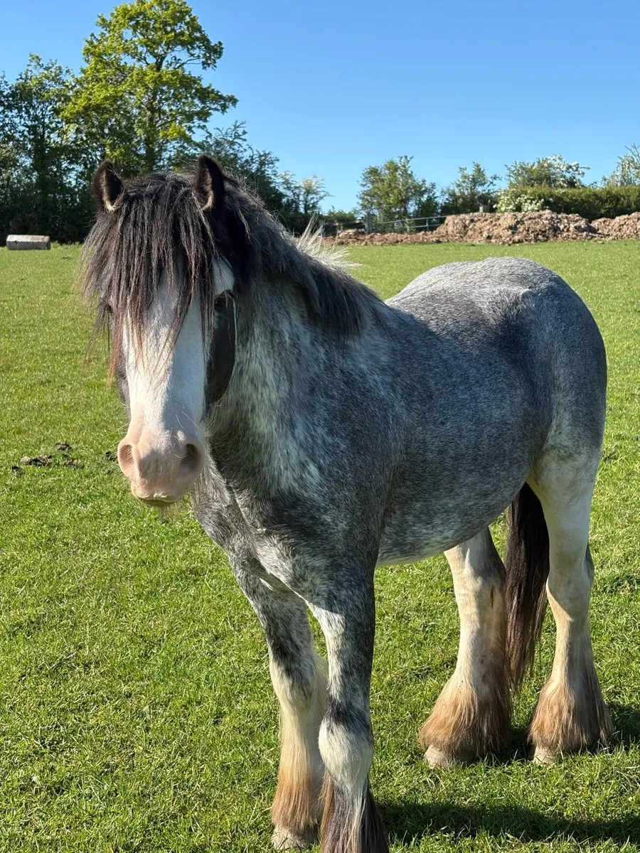 Blue/Grey Cob - Image 1