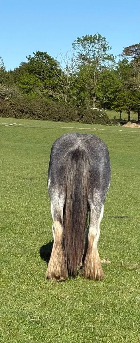 Blue/Grey Cob - Image 2