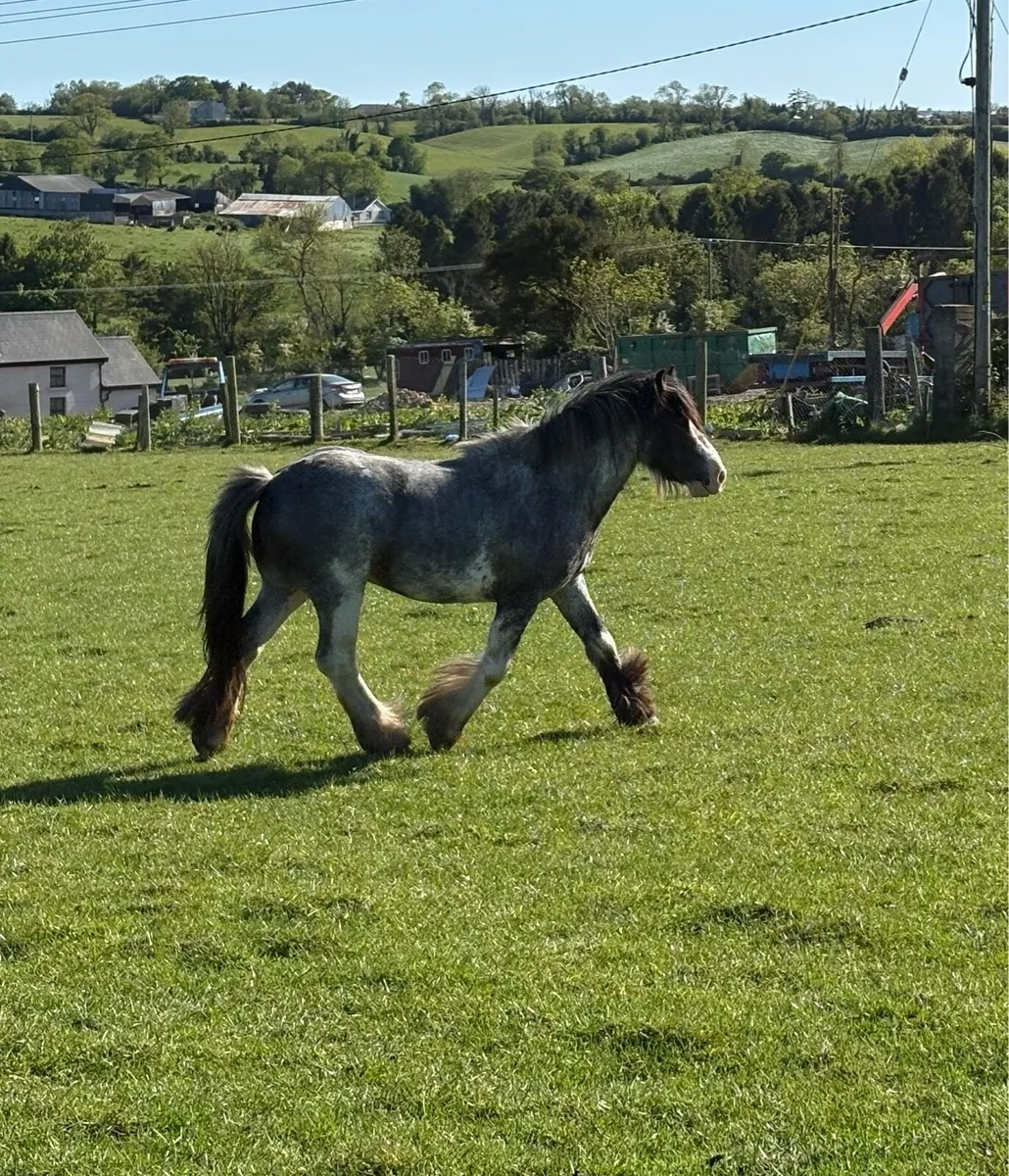 Blue/Grey Cob - Image 4