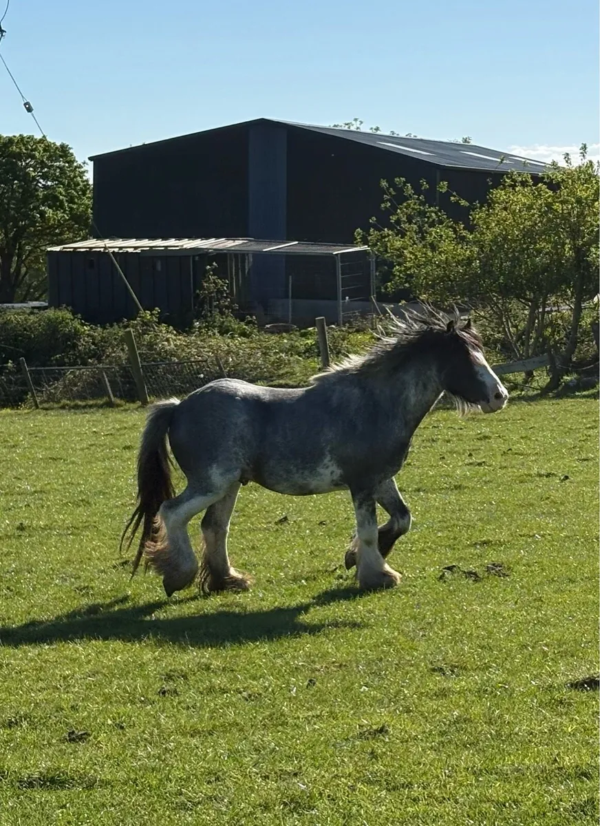 Blue/Grey Cob - Image 3