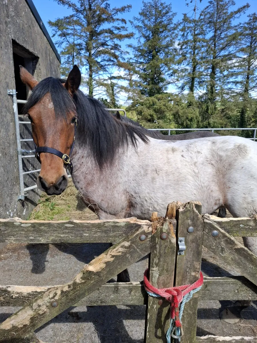 Connemara Pony - Image 2
