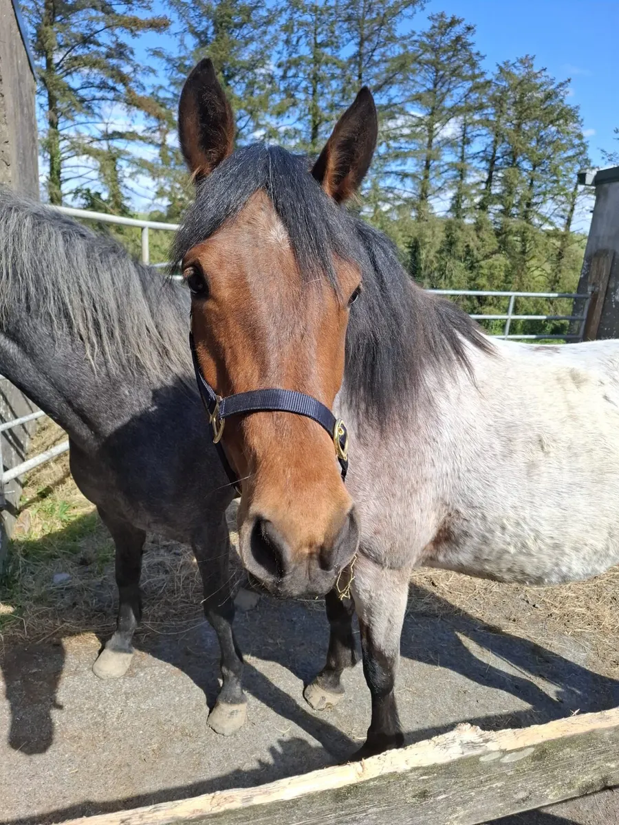 Connemara Pony - Image 3